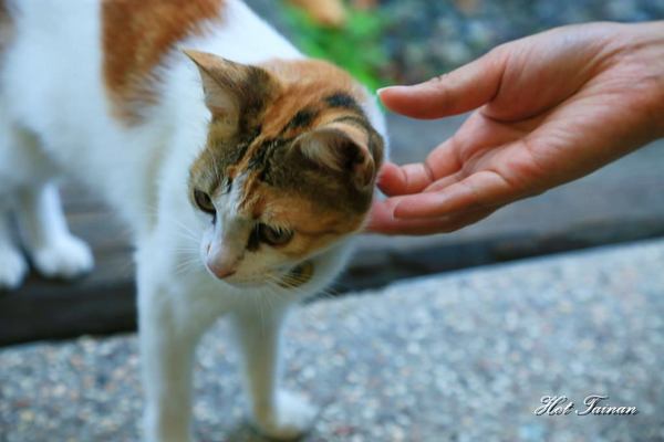 貓尾巴咖啡館：【花蓮美食】鯉魚潭旁的療癒貓咖啡店，看山望海的好去處：貓尾巴咖啡