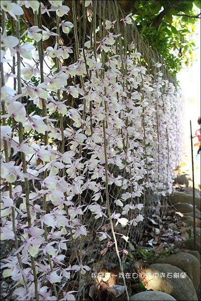 白河赤中寺石斛蘭21.jpg