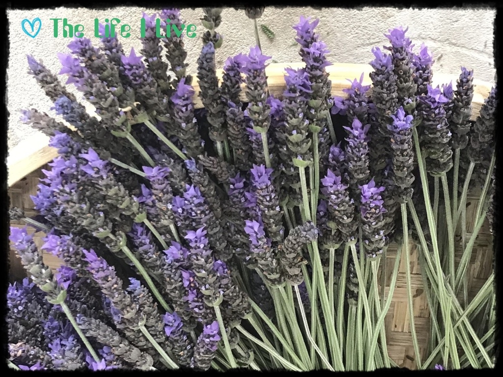 葛瑞絲香草田 43.jpg