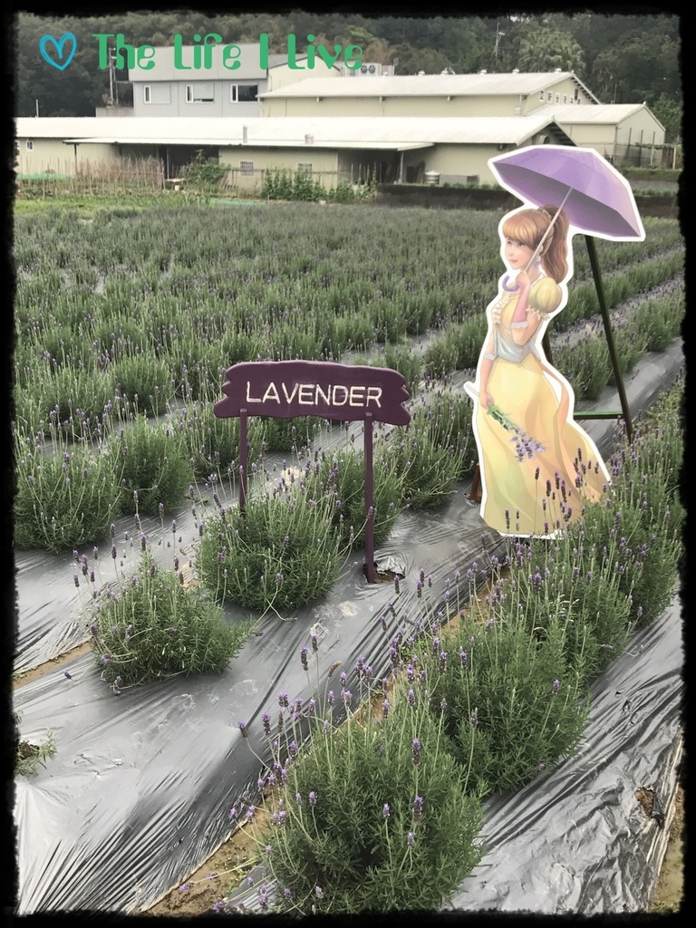 葛瑞絲香草田 42.jpg