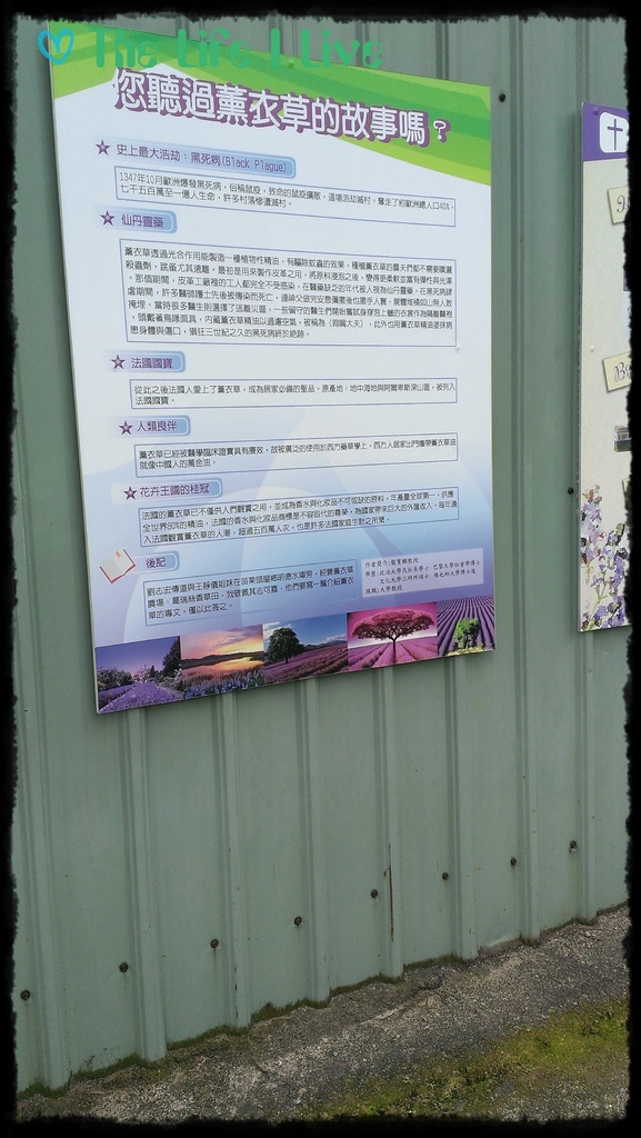 葛瑞絲香草田 23.jpg