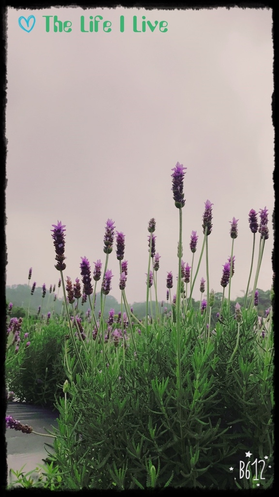 葛瑞絲香草田 40.jpg