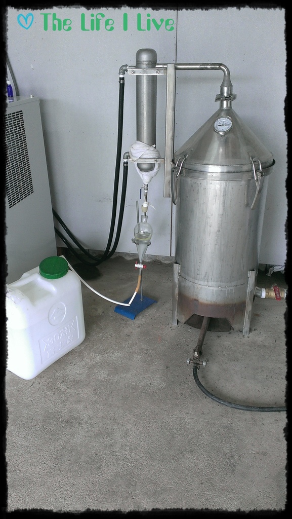 葛瑞絲香草田 26.jpg