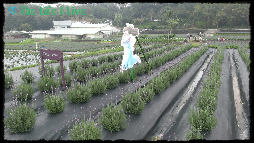 葛瑞絲香草田 6.jpg