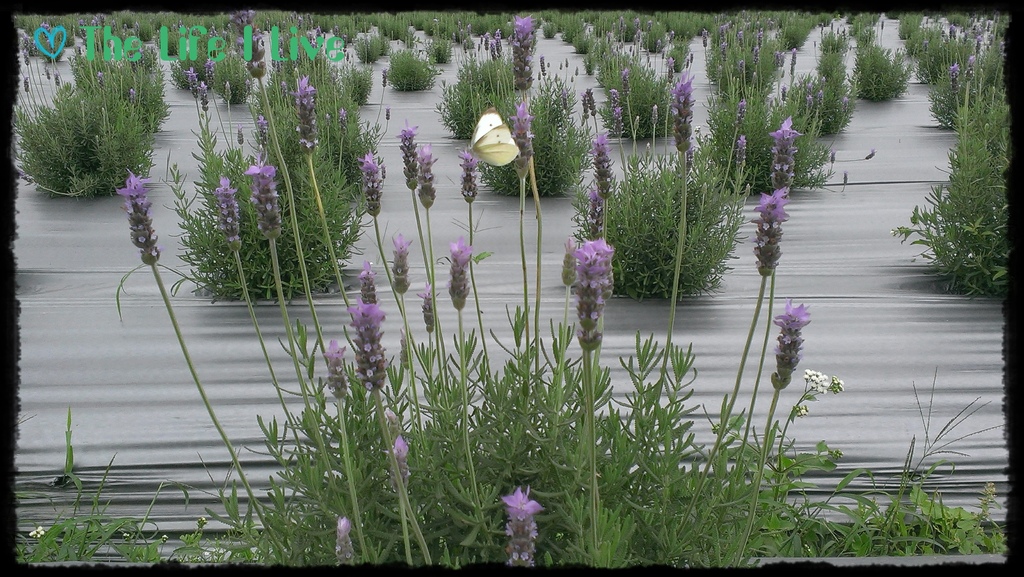 葛瑞絲香草田 3.jpg