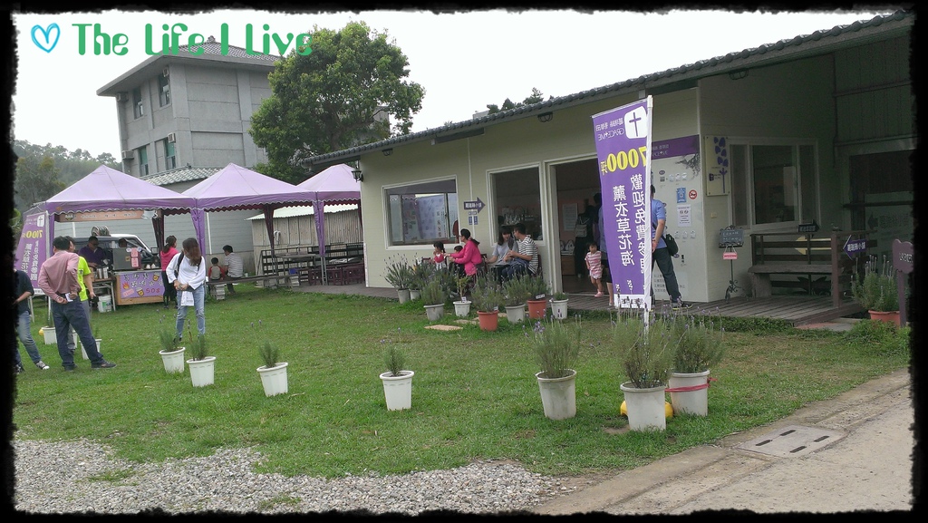 葛瑞絲香草田 5.jpg