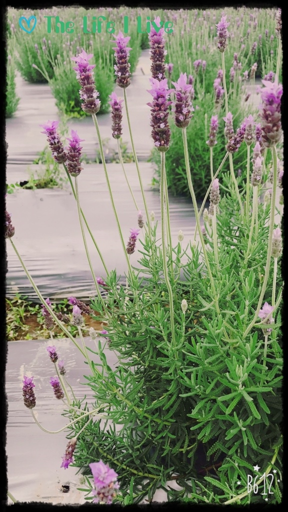 葛瑞絲香草田 41.jpg