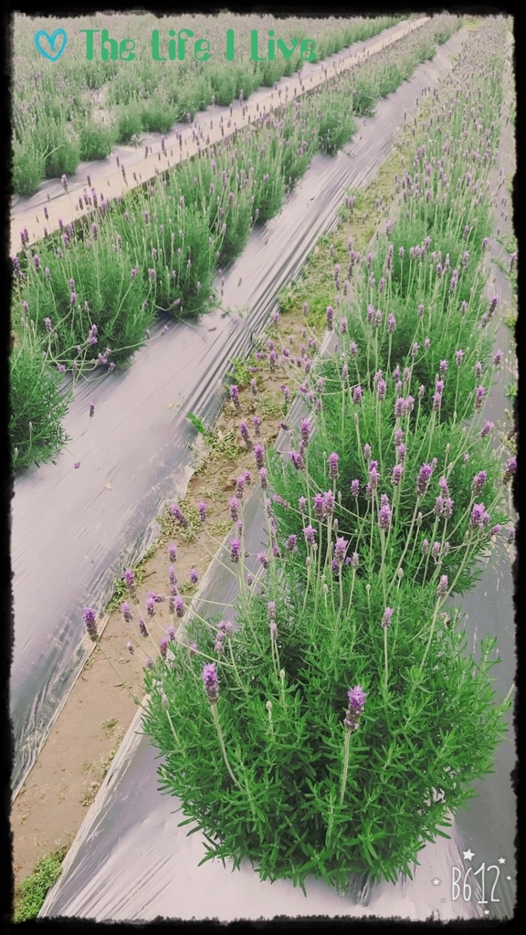 葛瑞絲香草田 38.jpg