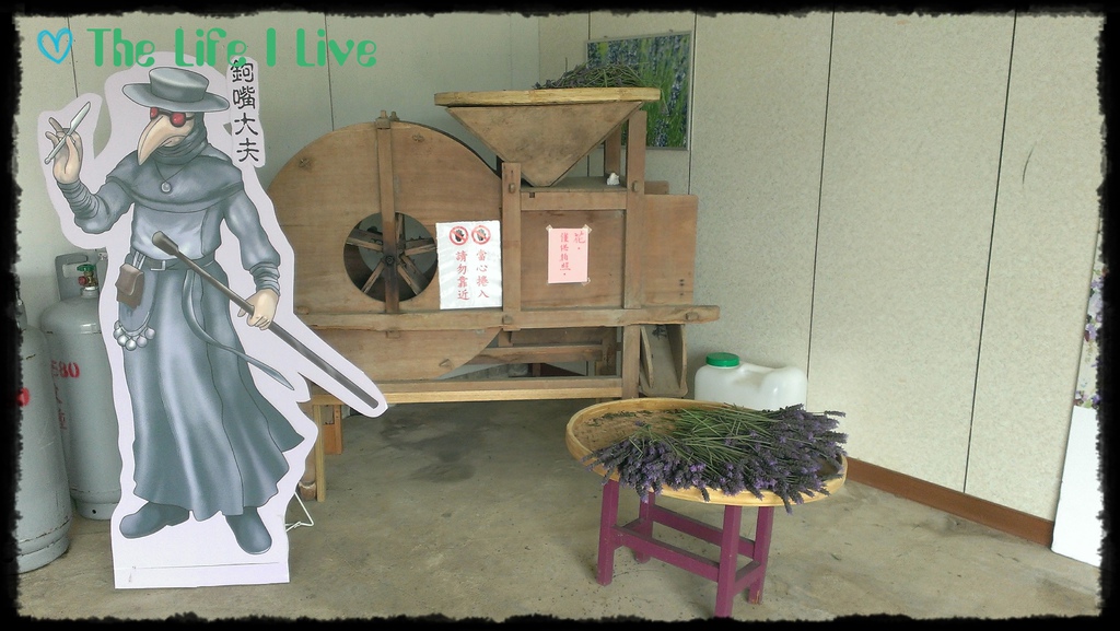 葛瑞絲香草田 24.jpg