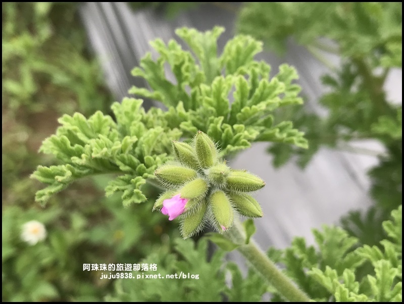 葛瑞絲香草花園35.JPG