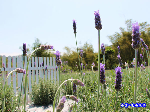 2020葛瑞絲香草田23.jpg