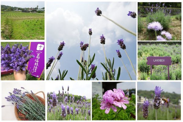 苗栗-葛瑞絲香草田首圖.jpg