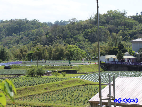 2020葛瑞絲香草田 (1).jpg