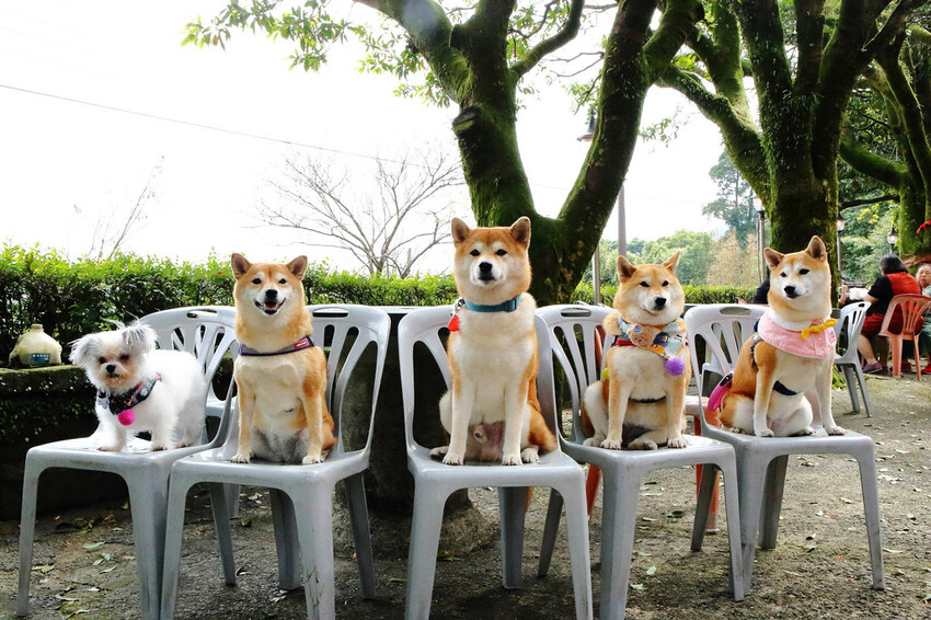 陽明山土雞景觀餐廳推薦，竹子湖杉木林餐廳白斬雞、野菜、寵物友