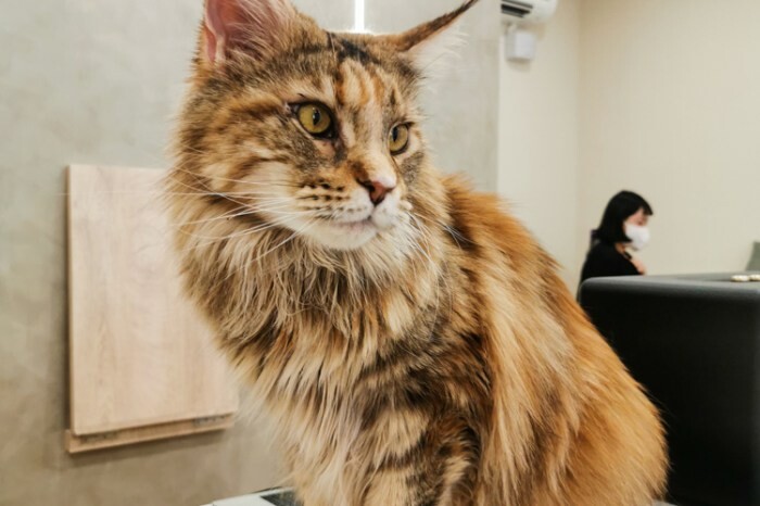 台南。仁德》輝哥本產牛肉爐。新鮮溫體牛肉爐，建議先訂位