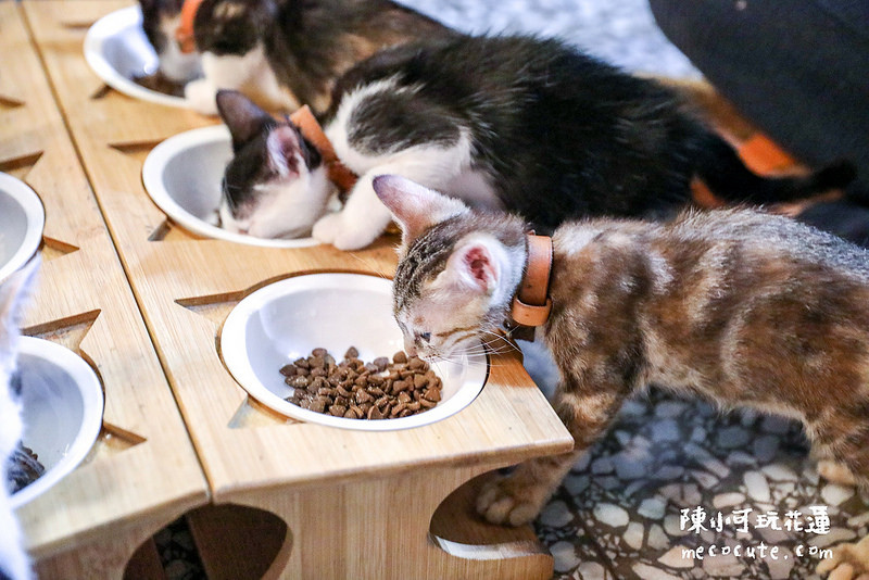 @陳小可的吃喝玩樂