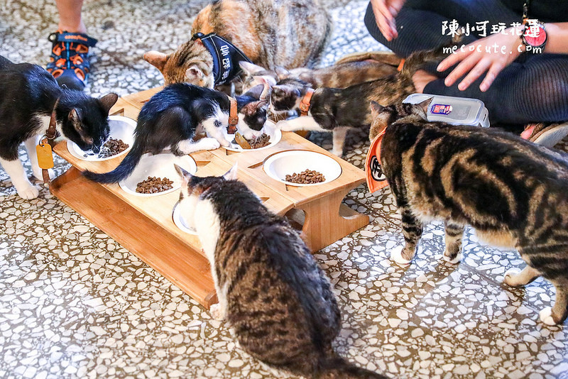 @陳小可的吃喝玩樂