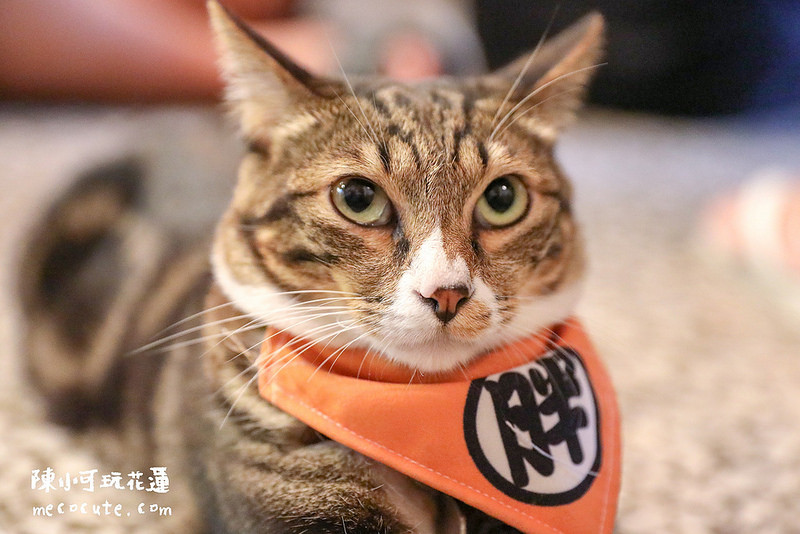 @陳小可的吃喝玩樂