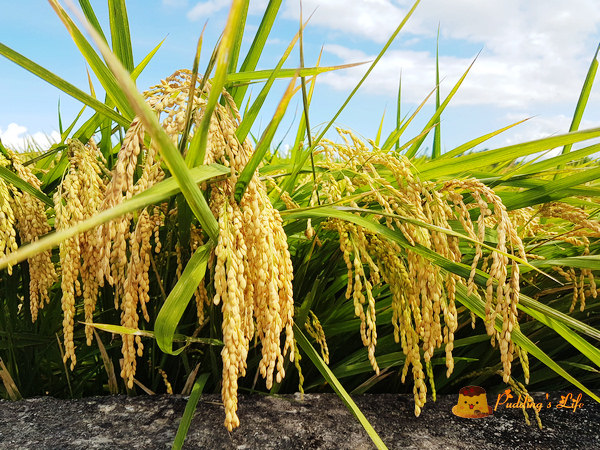 nEO_IMG_20160624_143914