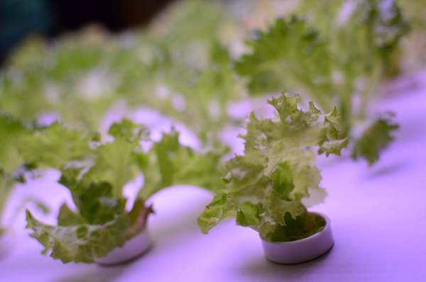 韓老大 韓式燒肉 한으뜸：▌台北 • 韓老大 ▌薇拉小公主追試營運店• 不飛韓國也能吃到首爾奉天海鮮九層塔的台灣版 + 澳洲M9壺漬牛肋肉 +燈泡咕嚕咕嚕飲料