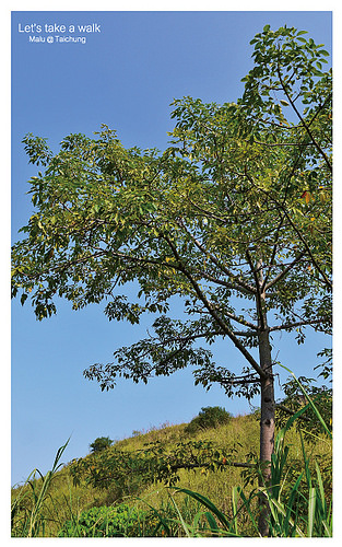 知高圳步道(雪蓮步道)-18