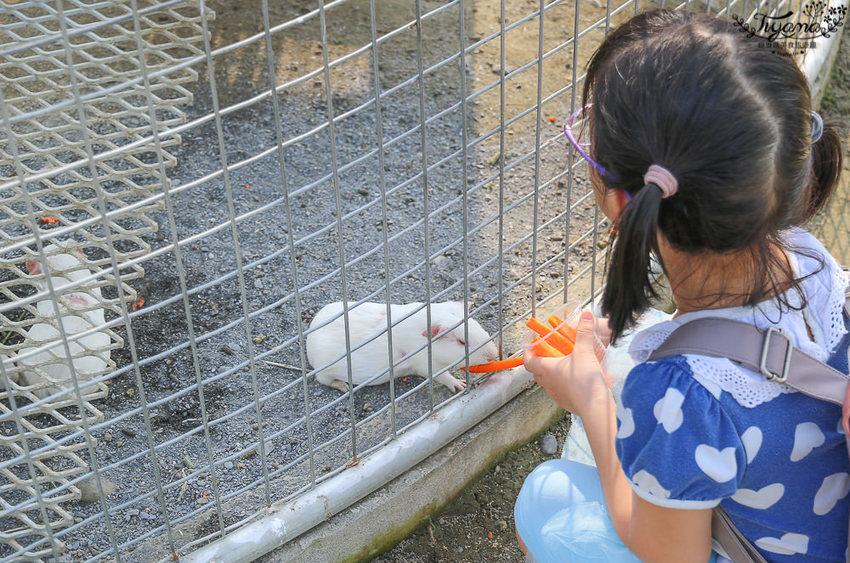 台南親子景點，樹谷農場好好玩！！雲端歷險繩索挑戰小朋友的勇氣與體力 - 緹雅瑪 美食旅遊趣