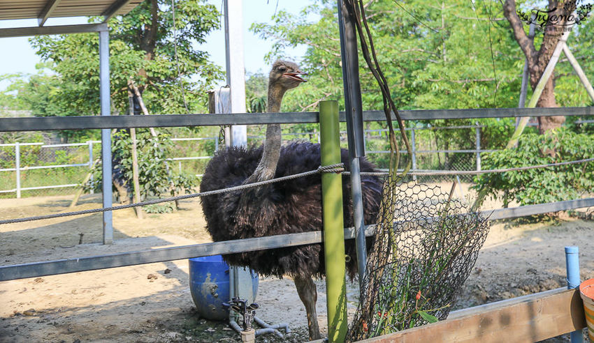 台南親子景點，樹谷農場好好玩！！雲端歷險繩索挑戰小朋友的勇氣與體力 - 緹雅瑪 美食旅遊趣