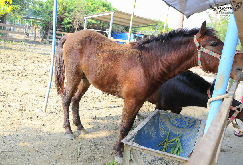 台南親子景點，樹谷農場好好玩！！雲端歷險繩索挑戰小朋友的勇氣與體力 - 緹雅瑪 美食旅遊趣