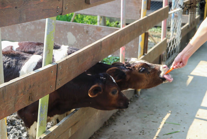 台南親子景點，樹谷農場好好玩！！雲端歷險繩索挑戰小朋友的勇氣與體力 - 緹雅瑪 美食旅遊趣