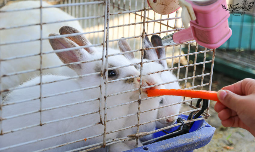 台南親子景點，樹谷農場好好玩！！雲端歷險繩索挑戰小朋友的勇氣與體力 - 緹雅瑪 美食旅遊趣