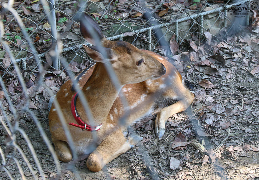 台南親子景點，樹谷農場好好玩！！雲端歷險繩索挑戰小朋友的勇氣與體力 - 緹雅瑪 美食旅遊趣