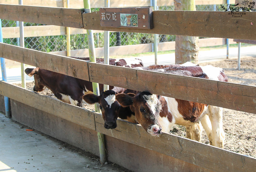 台南親子景點，樹谷農場好好玩！！雲端歷險繩索挑戰小朋友的勇氣與體力 - 緹雅瑪 美食旅遊趣
