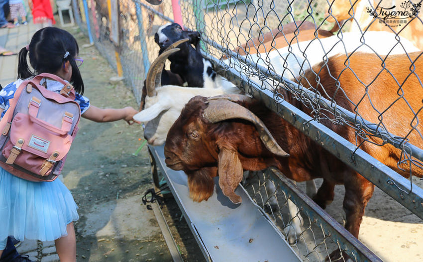 台南親子景點，樹谷農場好好玩！！雲端歷險繩索挑戰小朋友的勇氣與體力 - 緹雅瑪 美食旅遊趣