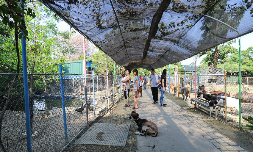 台南親子景點，樹谷農場好好玩！！雲端歷險繩索挑戰小朋友的勇氣與體力 - 緹雅瑪 美食旅遊趣