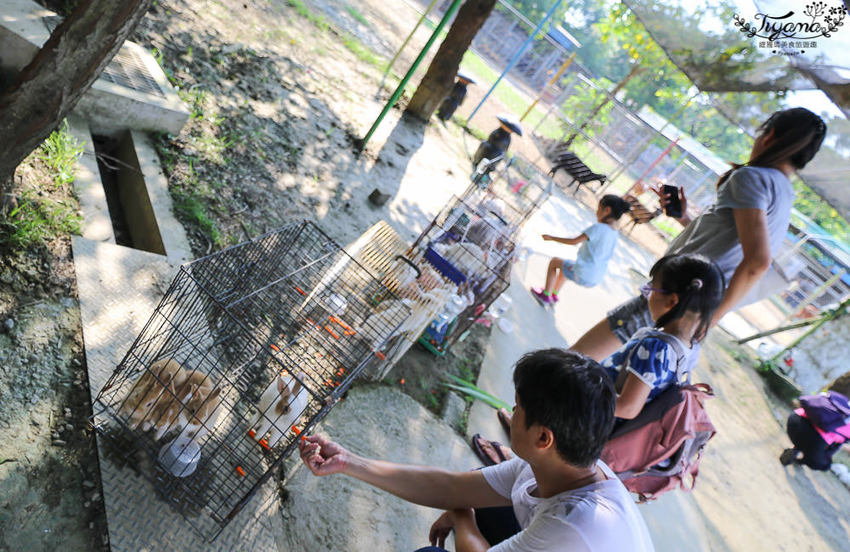 台南親子景點，樹谷農場好好玩！！雲端歷險繩索挑戰小朋友的勇氣與體力 - 緹雅瑪 美食旅遊趣