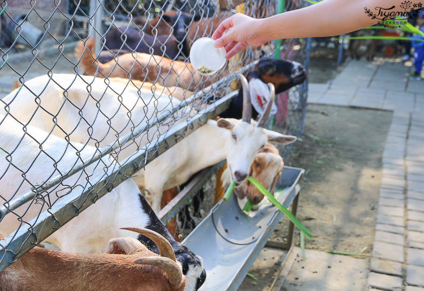 台南親子景點，樹谷農場好好玩！！雲端歷險繩索挑戰小朋友的勇氣與體力 - 緹雅瑪 美食旅遊趣