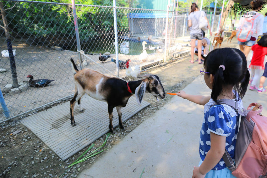 台南親子景點，樹谷農場好好玩！！雲端歷險繩索挑戰小朋友的勇氣與體力 - 緹雅瑪 美食旅遊趣