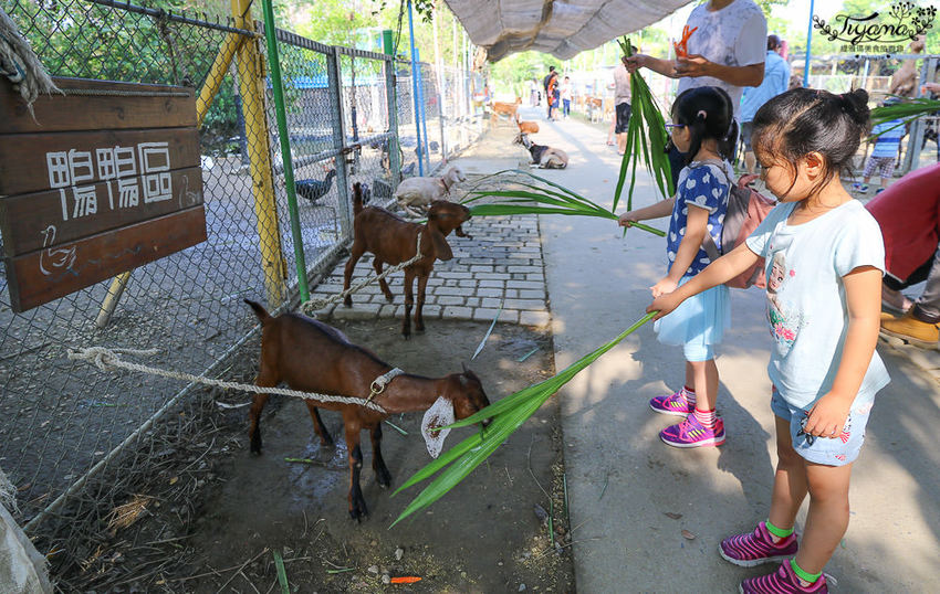 台南親子景點，樹谷農場好好玩！！雲端歷險繩索挑戰小朋友的勇氣與體力 - 緹雅瑪 美食旅遊趣