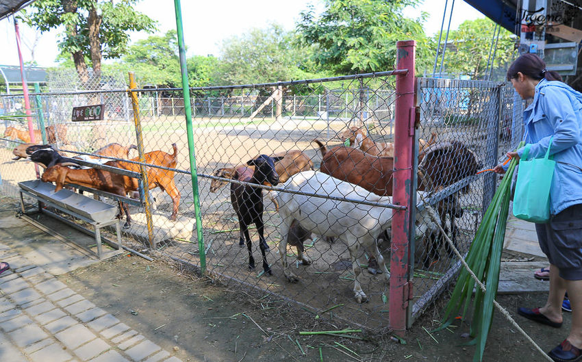 台南親子景點，樹谷農場好好玩！！雲端歷險繩索挑戰小朋友的勇氣與體力 - 緹雅瑪 美食旅遊趣