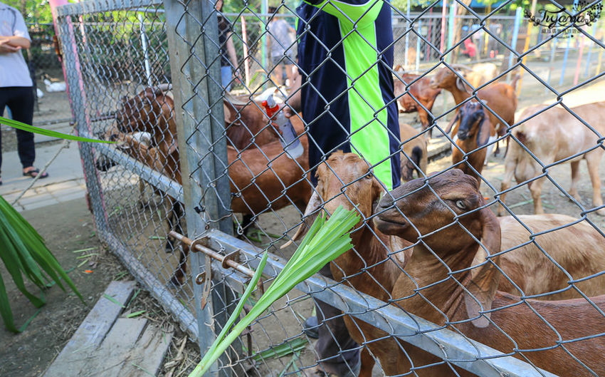 台南親子景點，樹谷農場好好玩！！雲端歷險繩索挑戰小朋友的勇氣與體力 - 緹雅瑪 美食旅遊趣