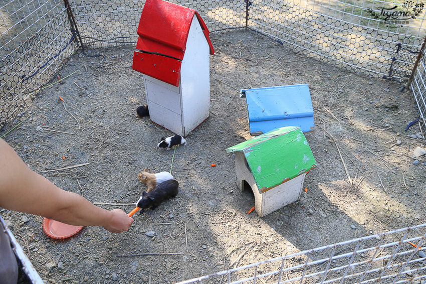 台南親子景點，樹谷農場好好玩！！雲端歷險繩索挑戰小朋友的勇氣與體力 - 緹雅瑪 美食旅遊趣