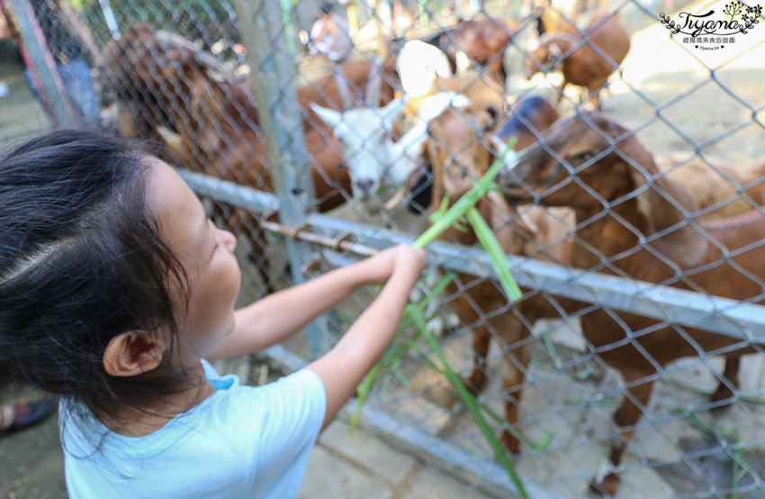 台南親子景點，樹谷農場好好玩！！雲端歷險繩索挑戰小朋友的勇氣與體力 - 緹雅瑪 美食旅遊趣