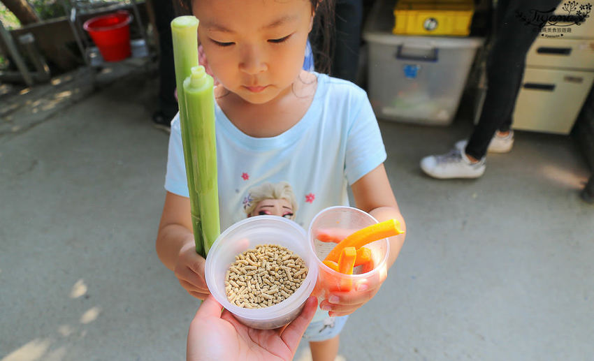 台南親子景點，樹谷農場好好玩！！雲端歷險繩索挑戰小朋友的勇氣與體力 - 緹雅瑪 美食旅遊趣
