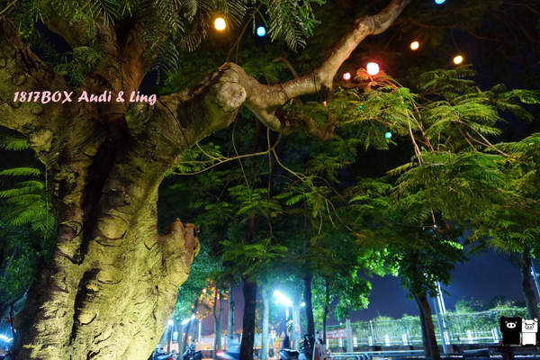【雲林。斗六】環球科大鳳凰夫妻樹浪漫點燈。夜拍。鳳凰樹。愛月樓