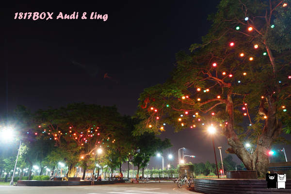【雲林。斗六】環球科大鳳凰夫妻樹浪漫點燈。夜拍。鳳凰樹。愛月樓