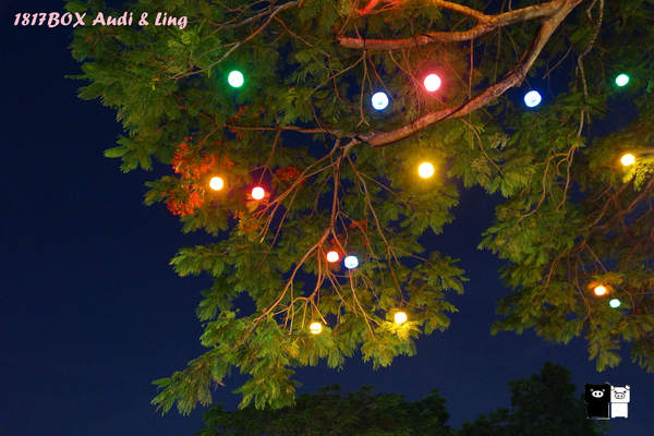 【雲林。斗六】環球科大鳳凰夫妻樹浪漫點燈。夜拍。鳳凰樹。愛月樓