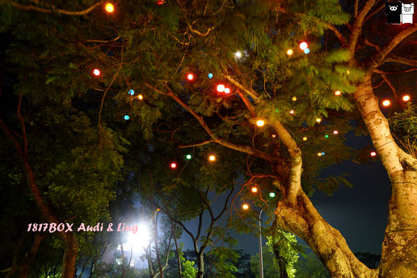 【雲林。斗六】環球科大鳳凰夫妻樹浪漫點燈。夜拍。鳳凰樹。愛月樓