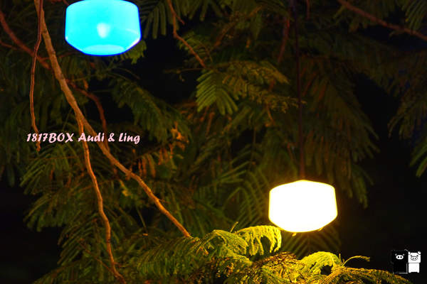 【雲林。斗六】環球科大鳳凰夫妻樹浪漫點燈。夜拍。鳳凰樹。愛月樓