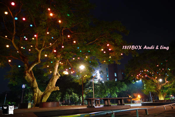 【雲林。斗六】環球科大鳳凰夫妻樹浪漫點燈。夜拍。鳳凰樹。愛月樓