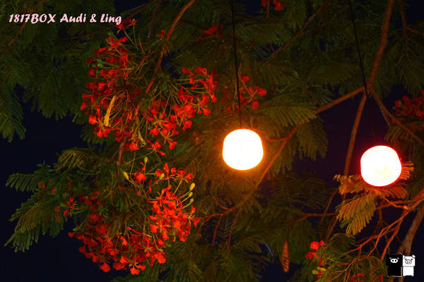 【雲林。斗六】環球科大鳳凰夫妻樹浪漫點燈。夜拍。鳳凰樹。愛月樓